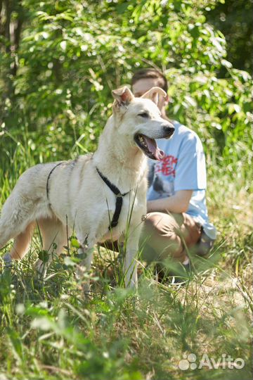 Красавица Синди из приюта ждет свою семью