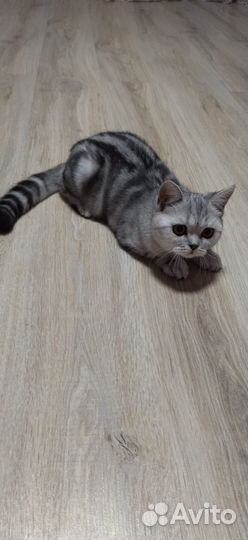 Клубная кошечка
