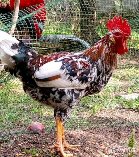 Петух доминант