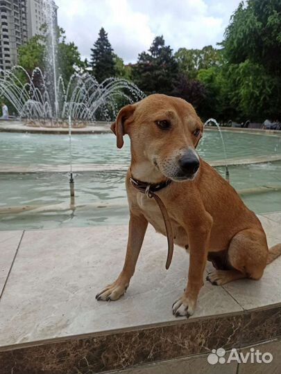 Собака в добрые руки отдам бесплатно