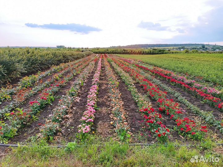 Саженцы Розы яблоня спирея малина кизильник