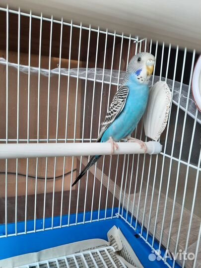 Птенцы волнистый попугай