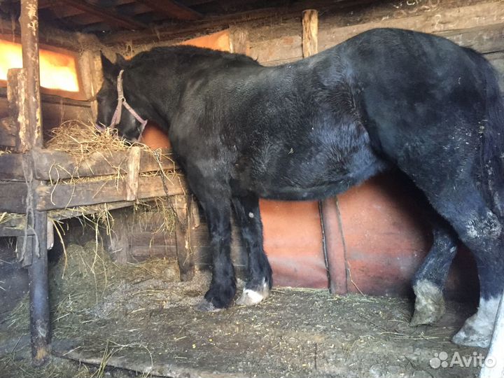 Тяжеловозные кобылы