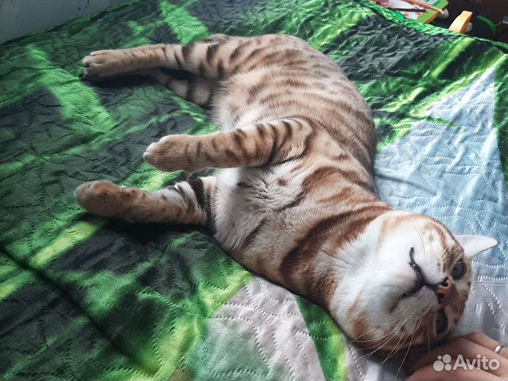 Бенгальский кот вязка