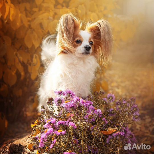 Щенки папийона