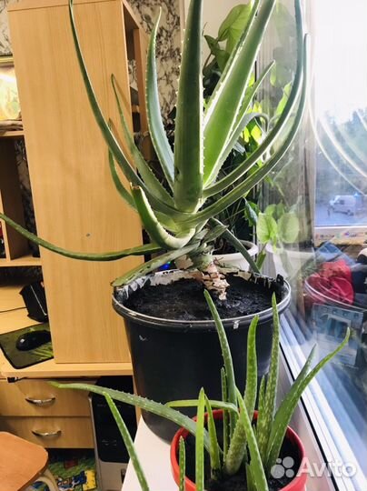 Алоэ лечебный