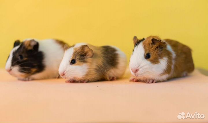 Морские свинки