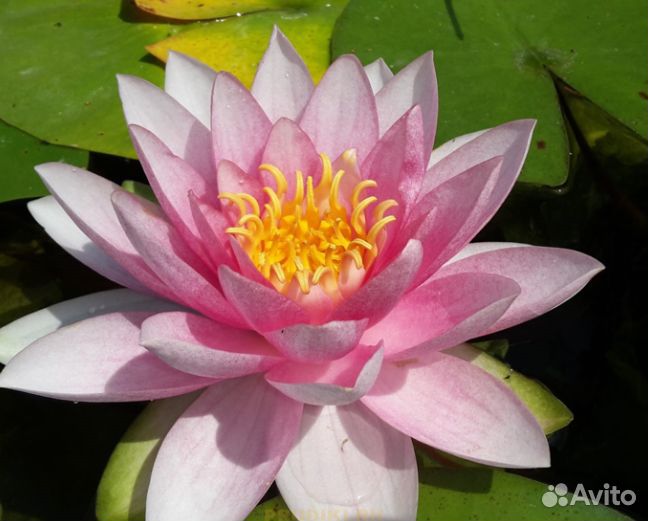 Кувшинка розовая (Nymphaea carnea)