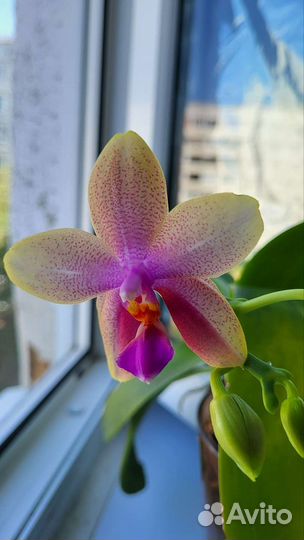 Орхидея лиодоро