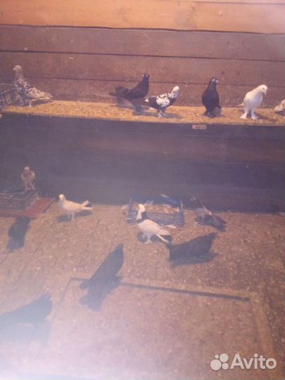 Продажа Голубей Бакинских+Широко Хвост