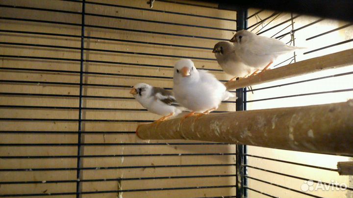 Чисто белые зебровые амадины