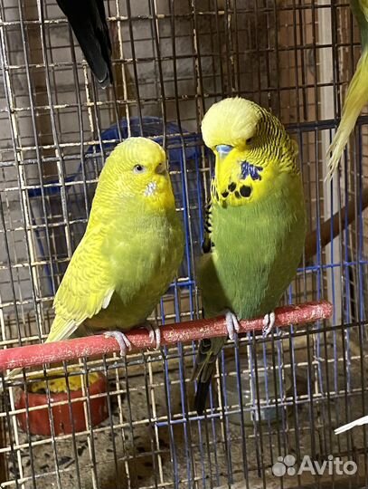 Попугай ввп