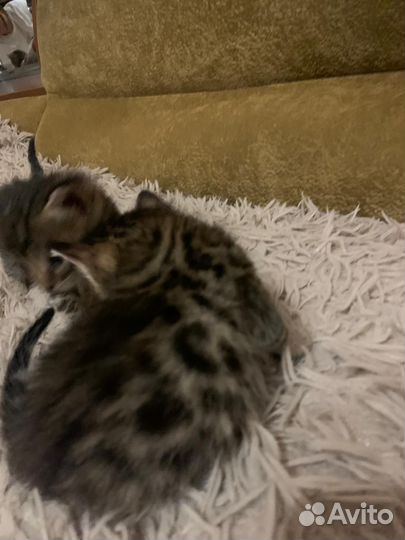 Бенгальская