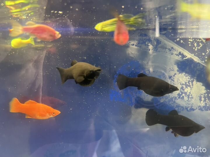 Аквариумные рыбки