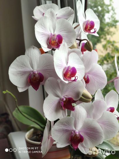 Орхидеи взрослые в больших горшках