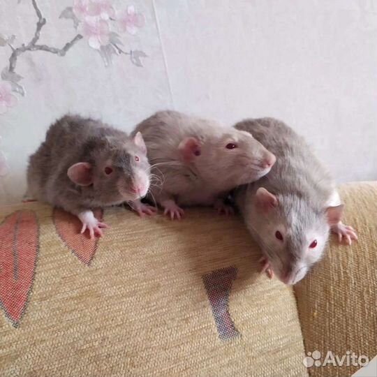 Передержка грызунов