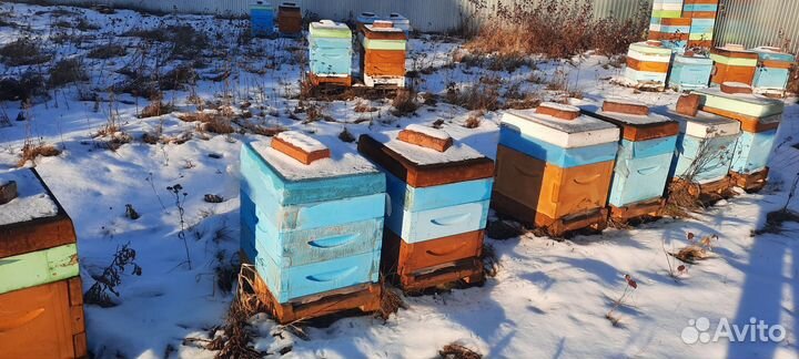 Продам пчел с ульями