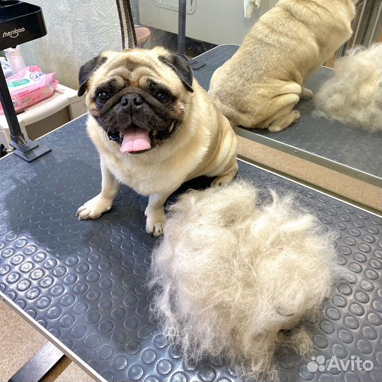 Стрижка Йорков / стрижка собак / груминг / грумер