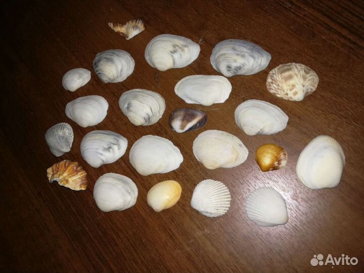 Ракушки