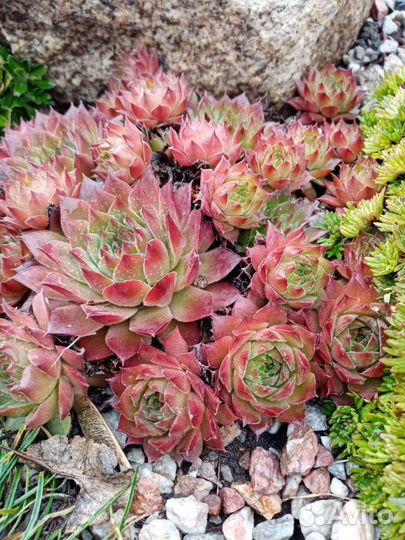 Молодило. Каменная роза