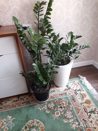 Комнатные цветы