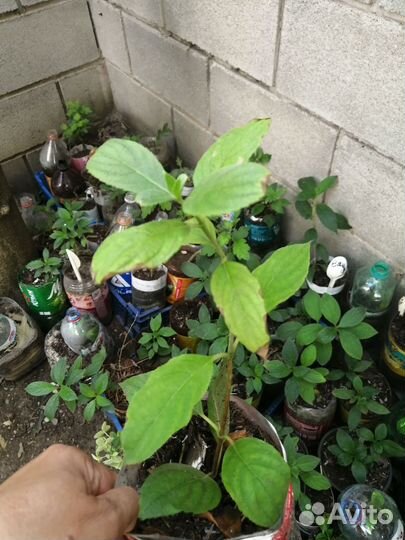 Гортензия метельчатая