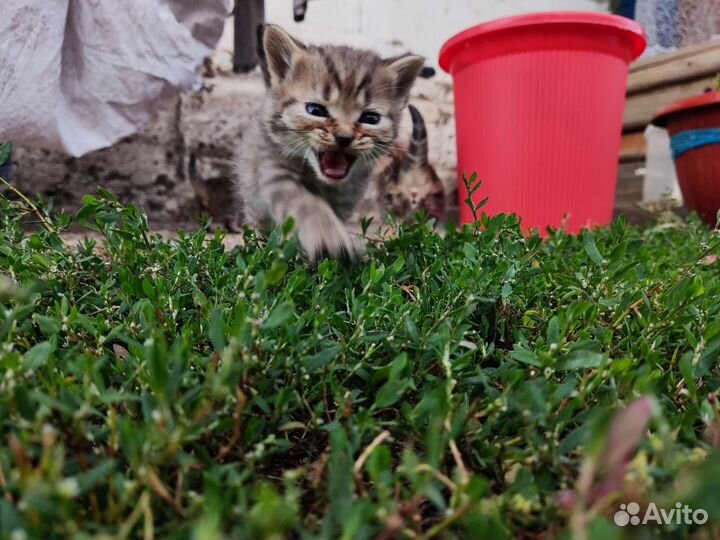 Шотландская кошка