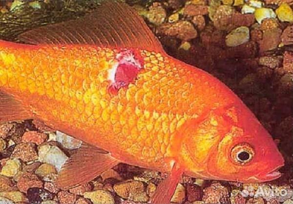 Лечение рыбок, чистка аквариума, перевозка