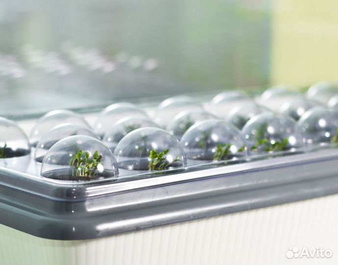 Проращиватель 
