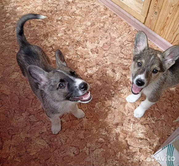 Изумительные щенки в добрые руки