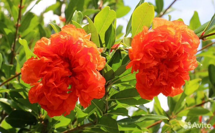 Гранат махровый декоративный