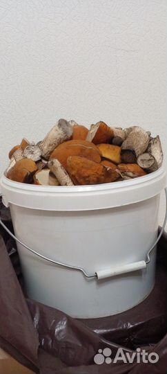 Грибы, красноголовики, обабки