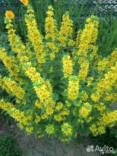 Многолетние растения