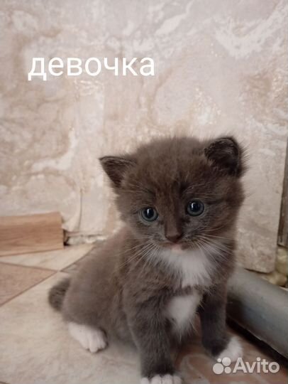 Беспородные котята