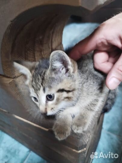 Котята крысоловы