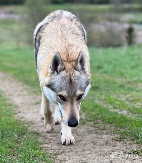 Щенки Чехословацкой Волчьей собаки/ Влчака