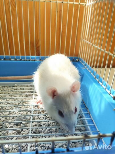 Отдам в добрые руки