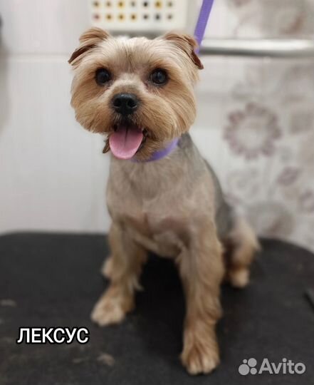 Йоркширский терьер