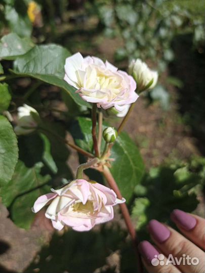 Юв Северная Андромеда