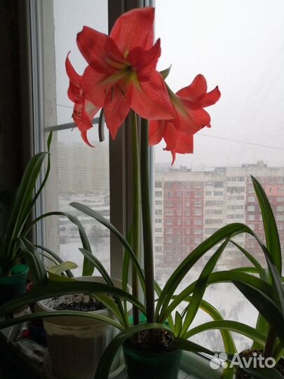Гиппеаструм Терракота Стар