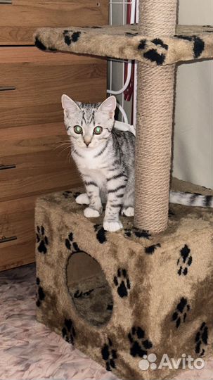 Шатланскиий кот