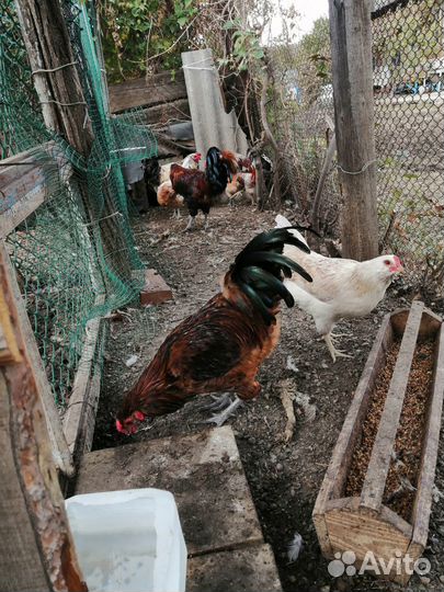 Молодые петухи