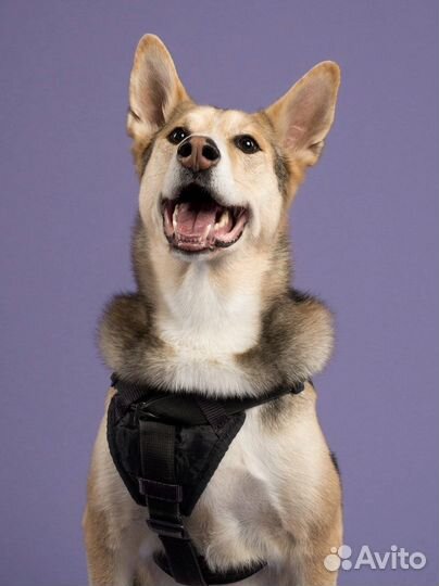 Самый лучший пес ищет дом