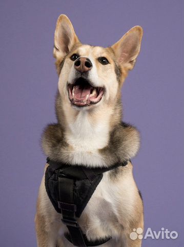 Самый лучший пес ищет дом