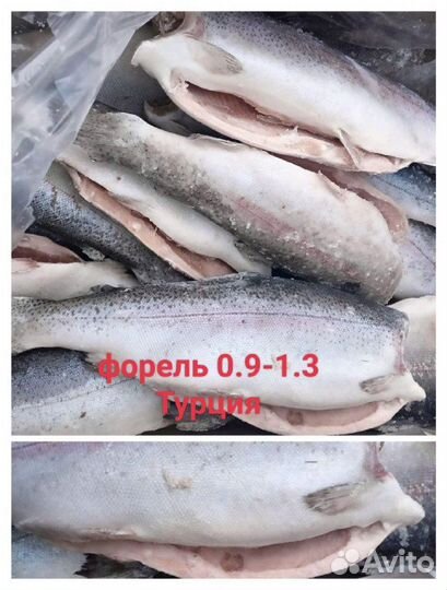 Рыба Форель свежемороженная