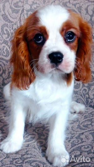 Кавалер Кинг чарльз спаниель мальчики и 1 девочка