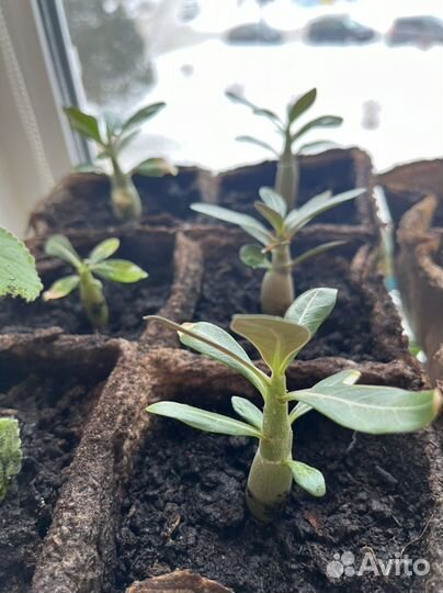 Адениум, острый перчик, мята