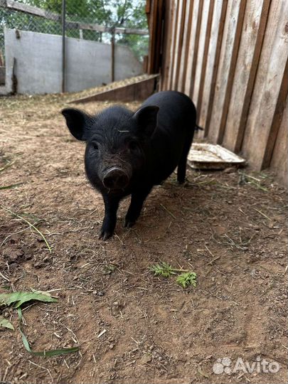 Вьетнамские вислобрюхие поросята