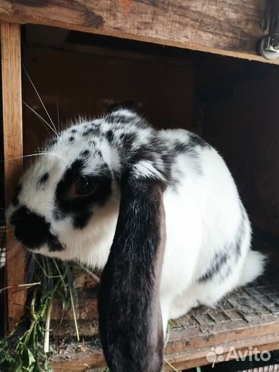 Кролики мясных пород (вислоушки - метисы)