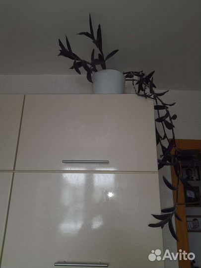 Комнатные цветы. Традесканция сеткреазия пурпурная